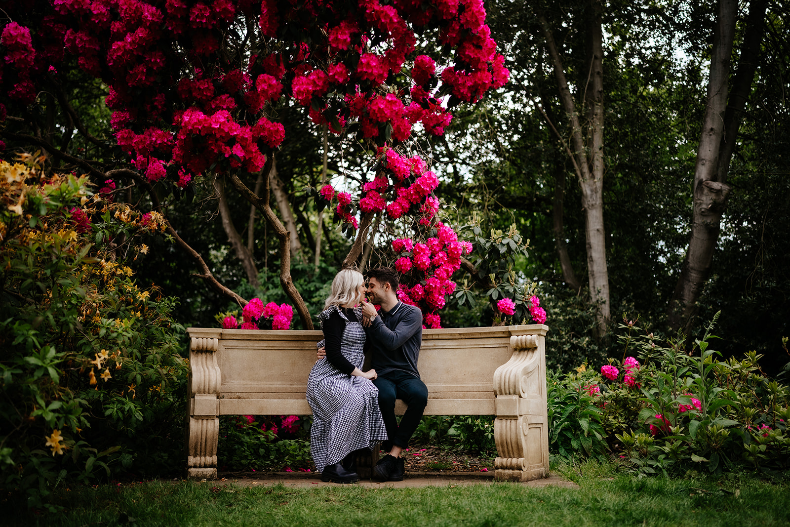 Couple sharing an intimate moment on a stone bench surrounded by vibrant rhododendron blooms in the pleasure gardens at Hylands Park, Chelmsford, Essex — engagement photography by Lily & White