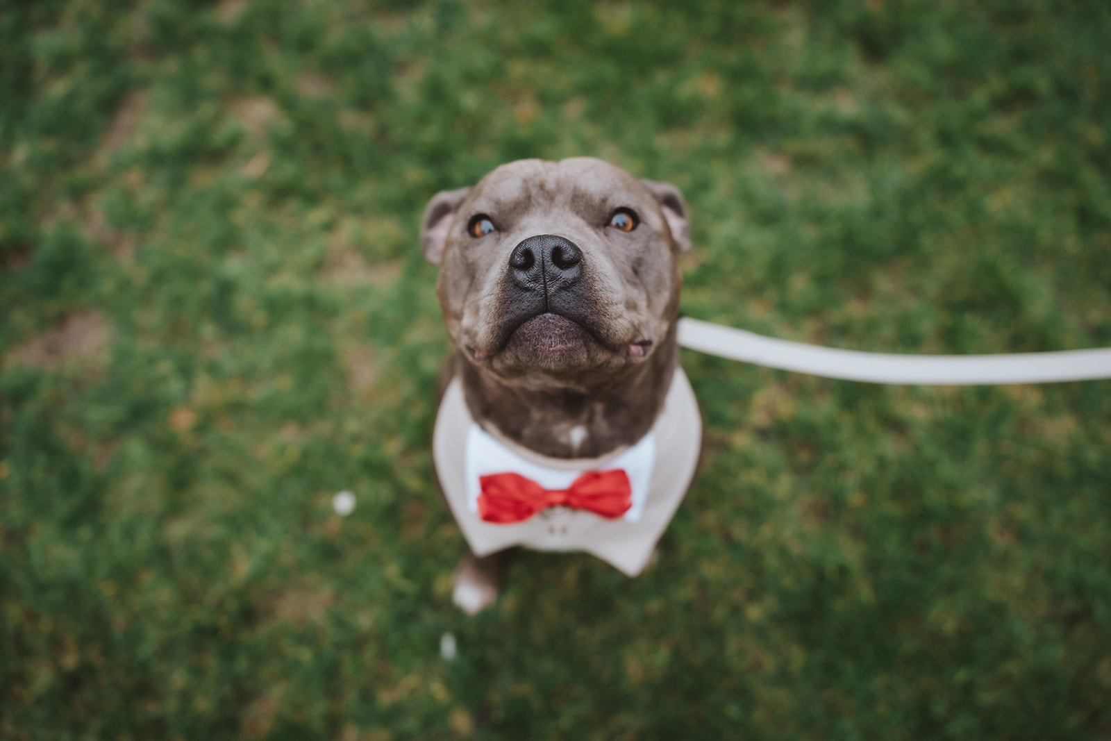 Otis the Staffordshire Bull Terrier wearing a red bow tie at Holly and Billy's wedding at Blake Hall, October 2025 – wedding photography by Tel, Lily & White